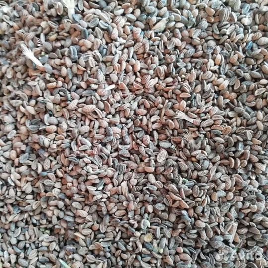 Семена фацелии