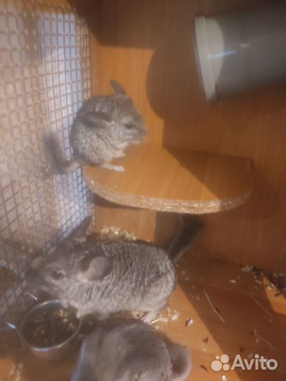 Продам шиншиллят