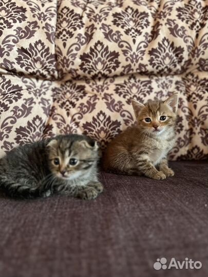 Отдам в добрые руки котят(девочки)