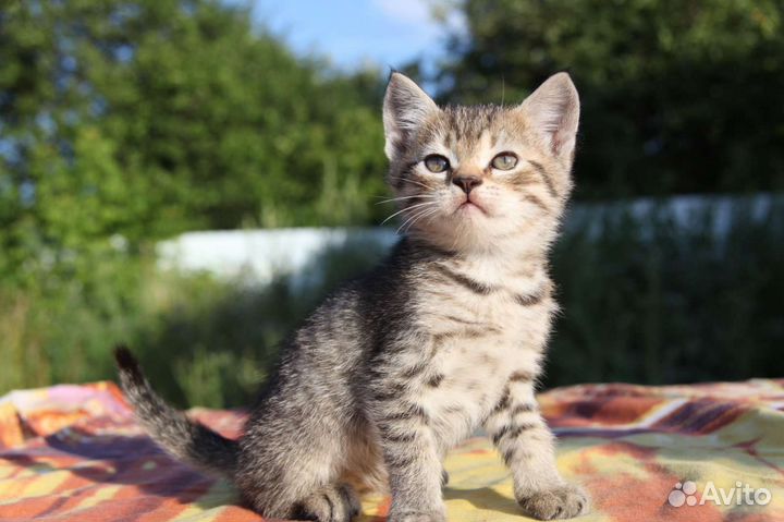 Котята в дар бесплатно