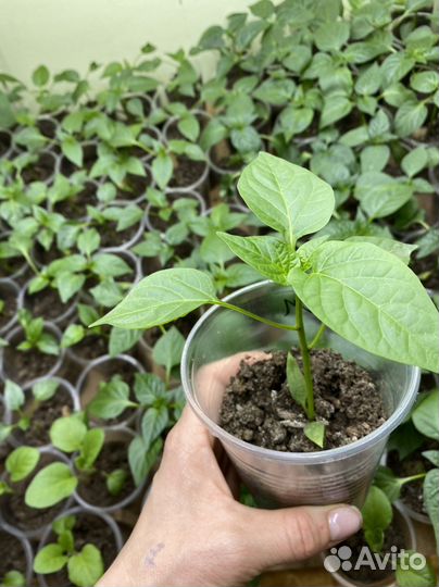 Рассада перцев