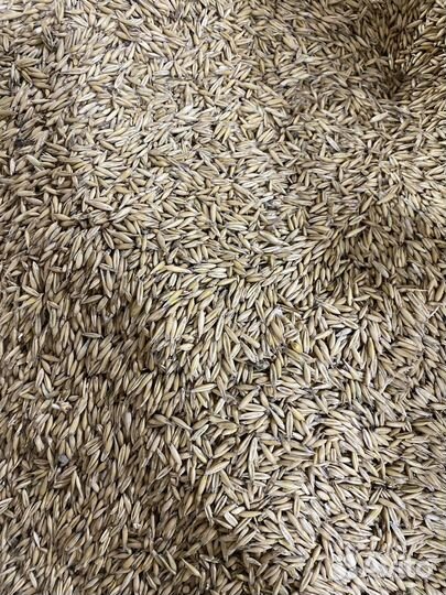 Зерно (овёс, ячмень, пшеница)