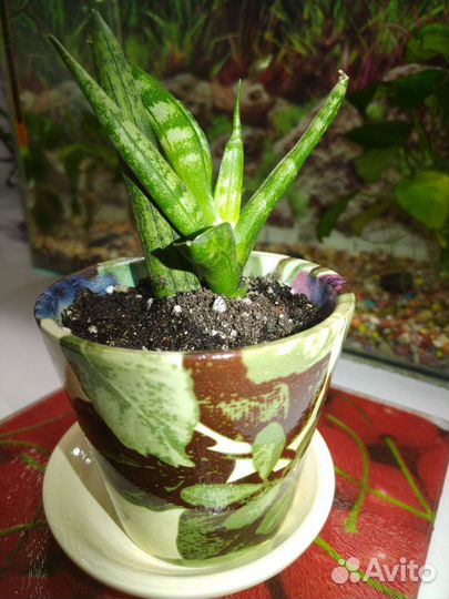 Сансевиерия