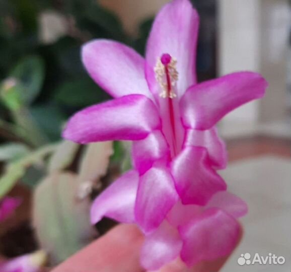 Комнатные цветы. Декабрист Golden Cream