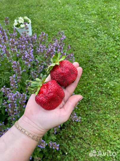 Рассада клубники