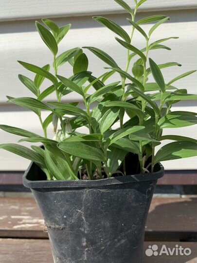 Купена миниатюрная