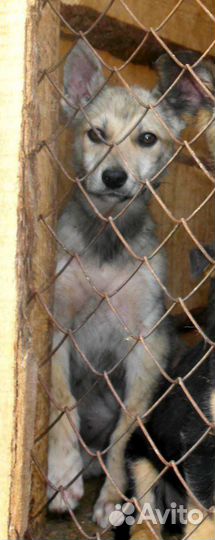 Щенки в добрые руки