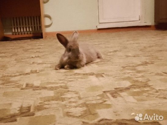 Декоративные кролики