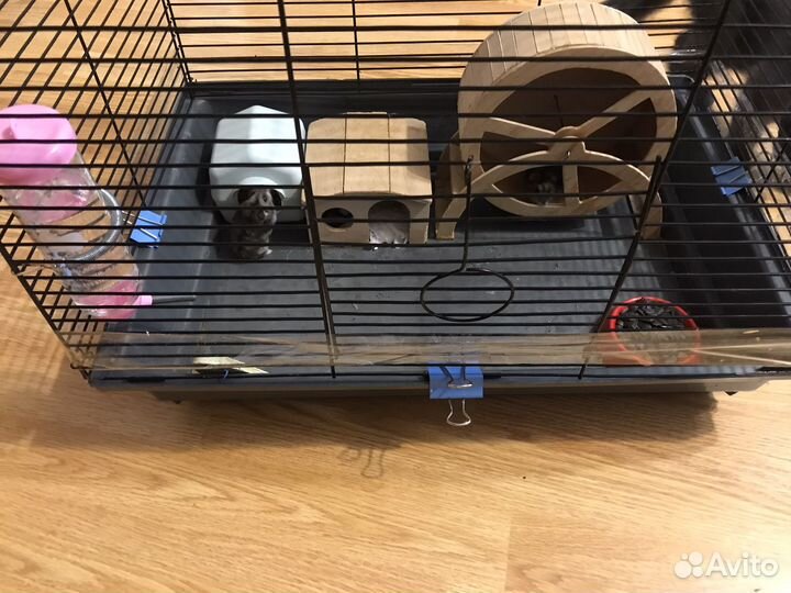 Джунгарский хомяк