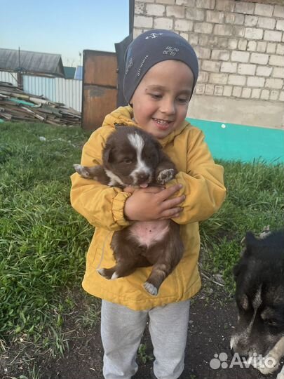 Щенки помесь хаски