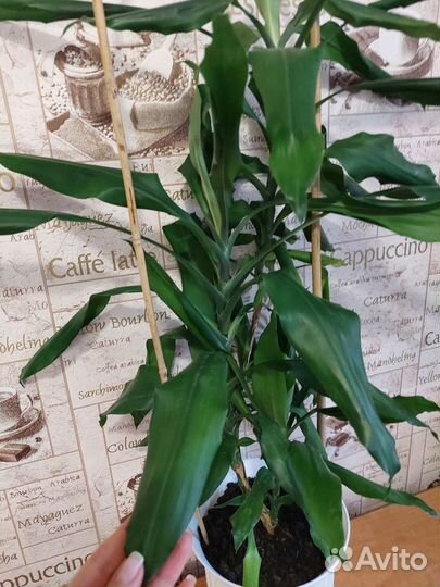 Продам комнатный цветок