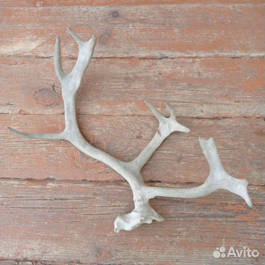 Рога. Длина 38см