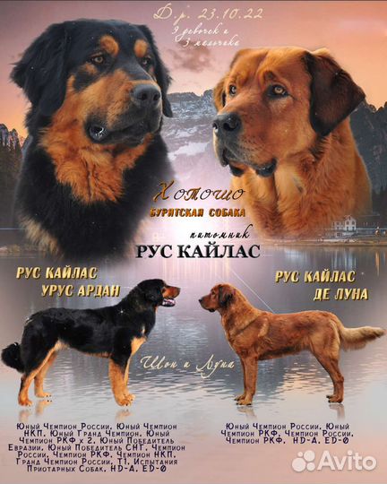 Девочка Бурятской собаки (Хотошо)