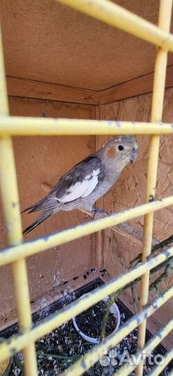 Попугай корелла