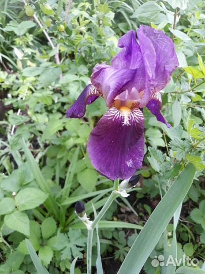 Ирисы сортовые, гибридные
