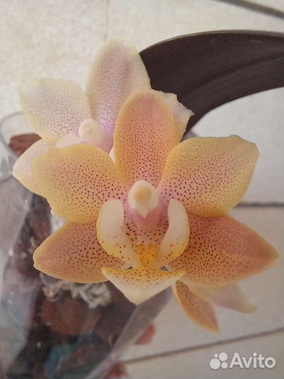 Орхидея арома фабрика новая 9101