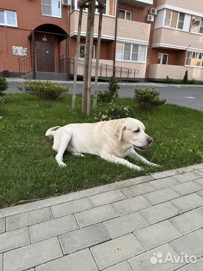 Отдам собаку в добрые руки