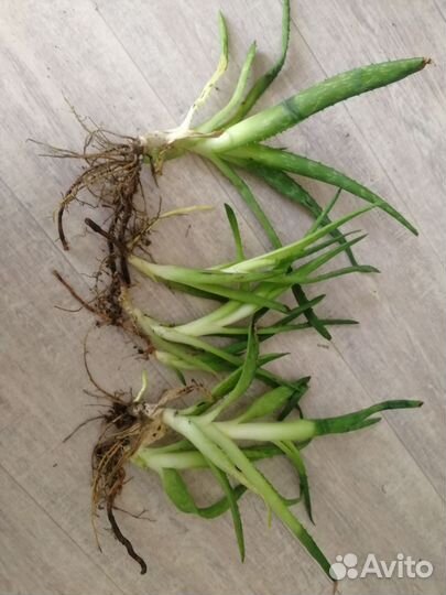 Алоэ столетник рассада