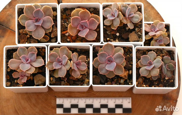 Суккулент (Эхеверия Жемчужина Нюрнберга)