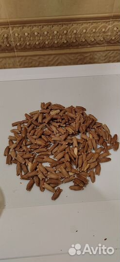 Семена тыквы кубышки много