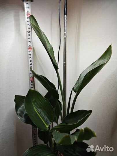 Стрелиция регина королевская