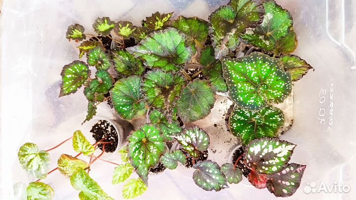 Бегония декоративно лиственная