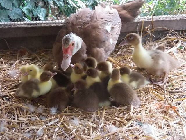 Индоутка с утятами