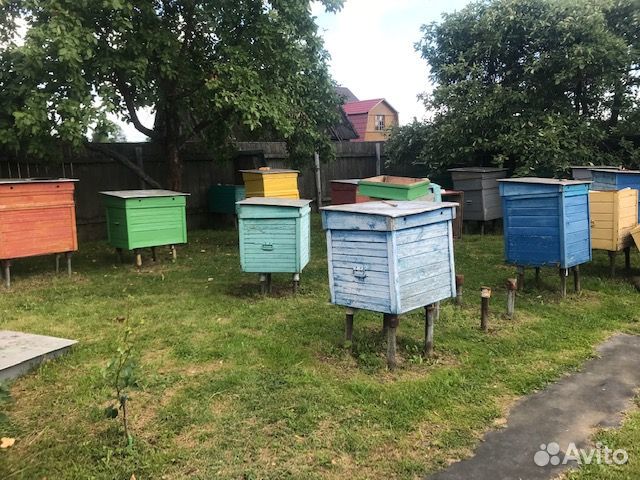 Пчелы карпатка