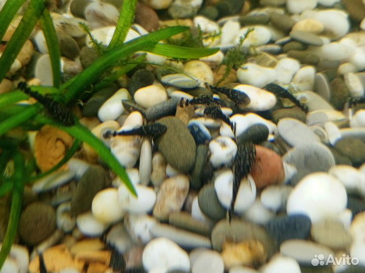 Меченосцы, улитки ампулярии