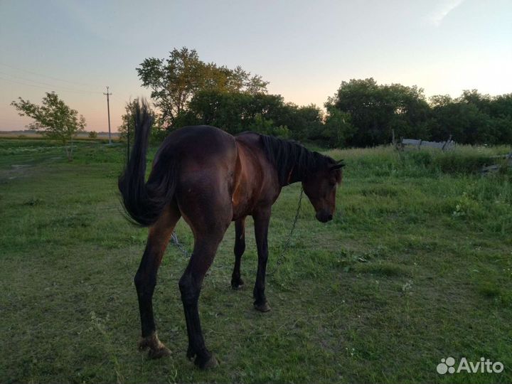 Продам лошадь