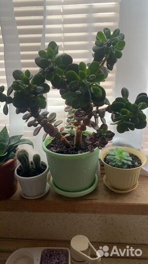 Комнатные цветы