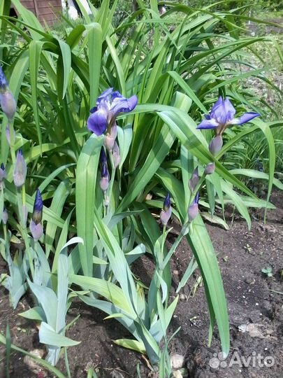 Ирисы