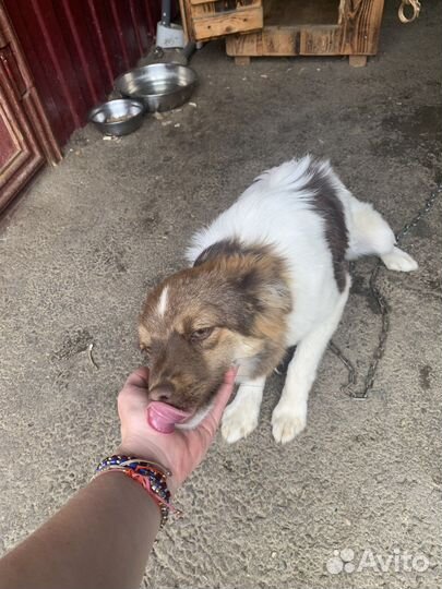 Собаки бесплатно