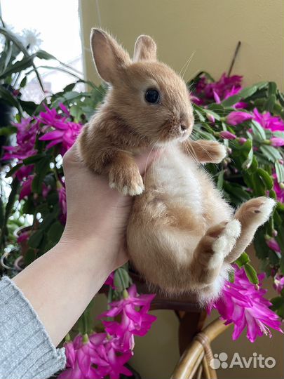 Декоративный кролик. Мини кролик. Крольчата. Питом