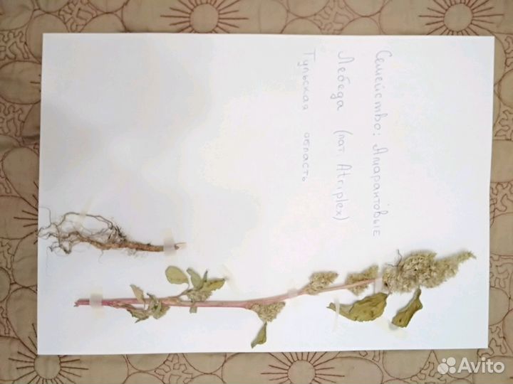 Гербарий, проекты, поделки, лэпбуки для школьников