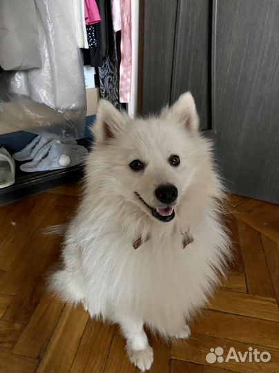 Вязка собак шпиц japan