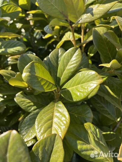 Лавровишня Новита С7,5л 100-120см