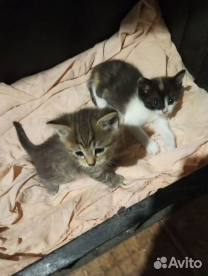Котята даром. Мальчик и девочка. 1.5 мес. Привезу