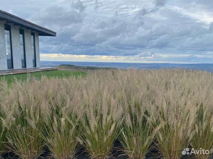 Декоративные злаки