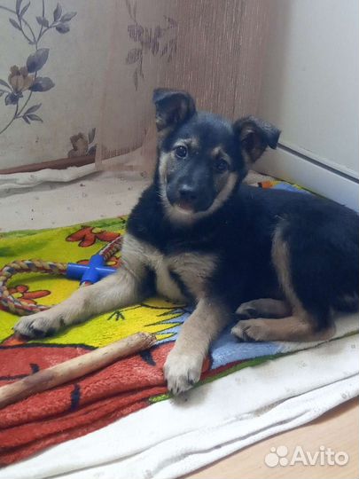 Щенок бесплатно