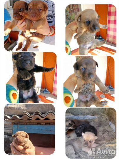 Шарпей помесь в добрые руки