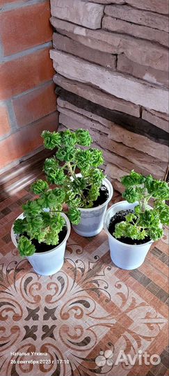 Пеларгония душистая