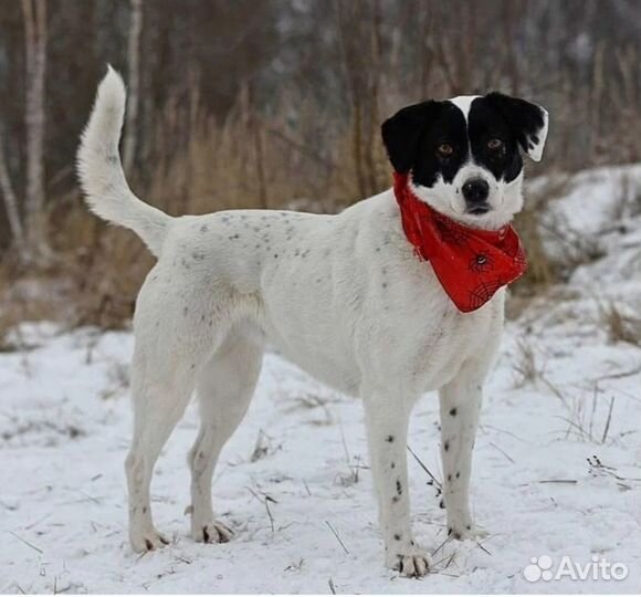 Собаку предали и вернули в приют