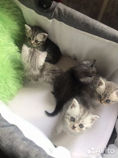 Британские котята