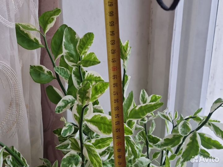 Педилантус с горшком