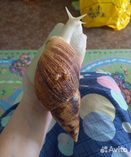 Улитки ахатины ретикулята