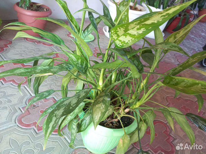Продам цветы комнатные