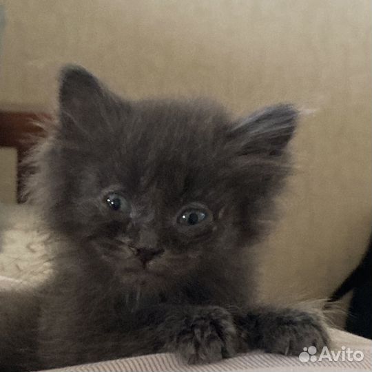 Котенок серый