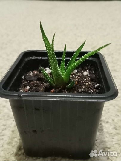 Домашние цветы 4