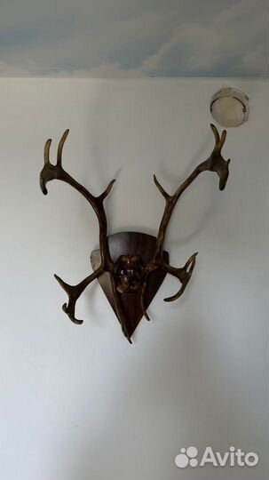 Оленьи рога реально настоящие)